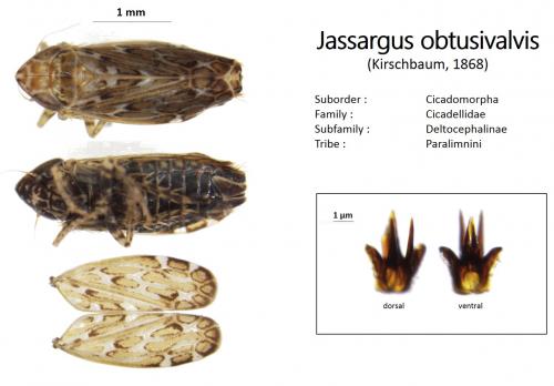 Réf. 181 104 : Jassargus obtusivalvis
